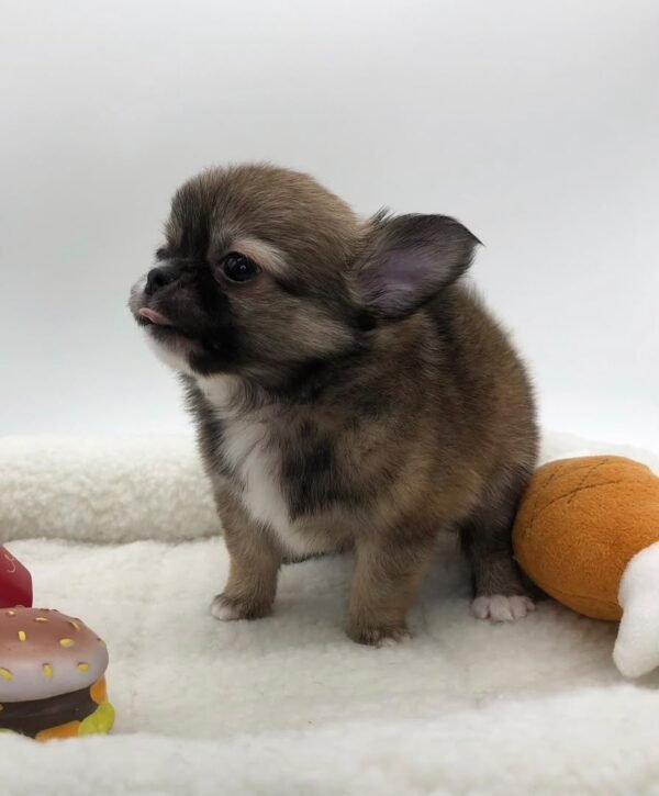 Simba