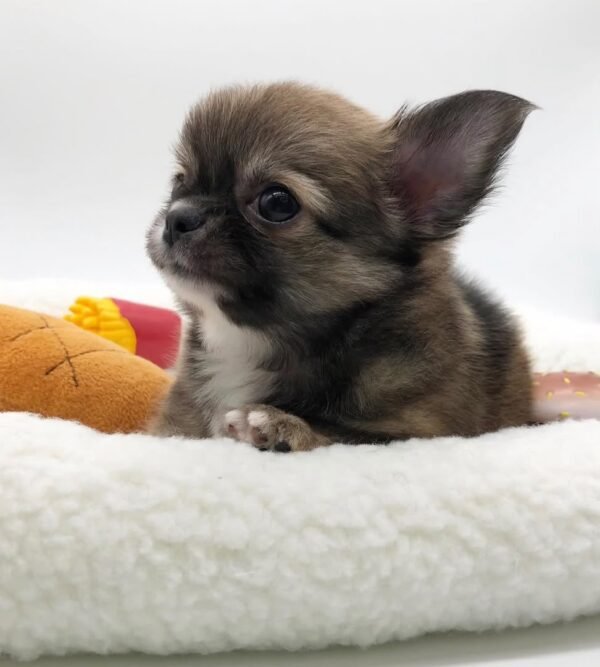 Simba