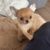 toby (1) Toby
