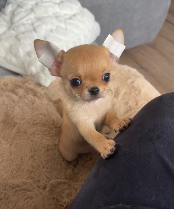 toby (1) Toby