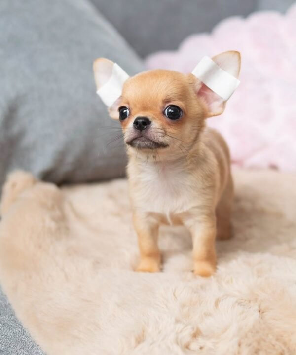 toby (2) Toby