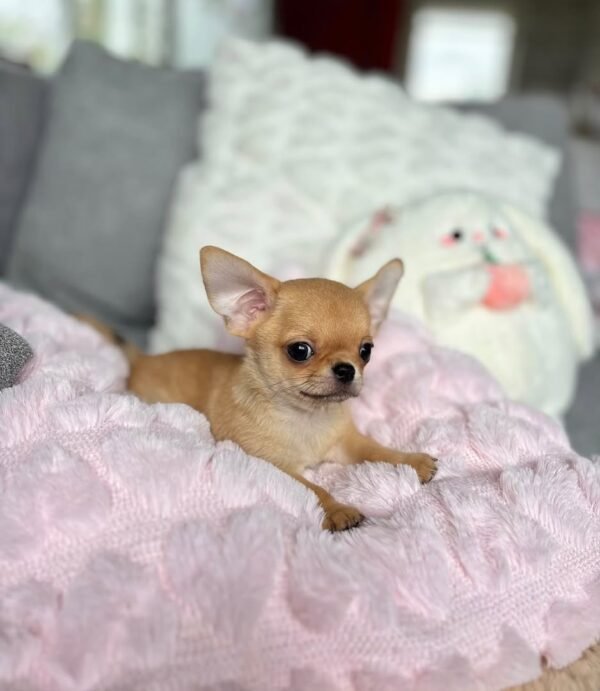toby (3) Toby
