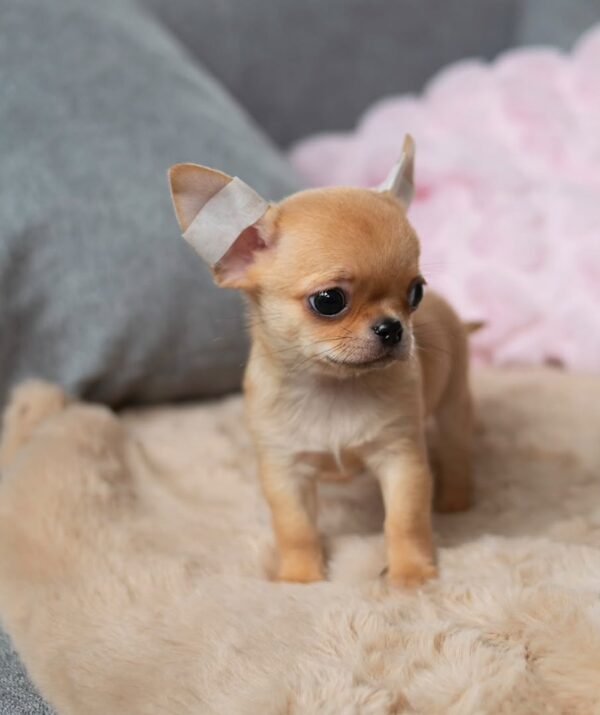 toby (5) Toby