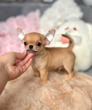 Toby