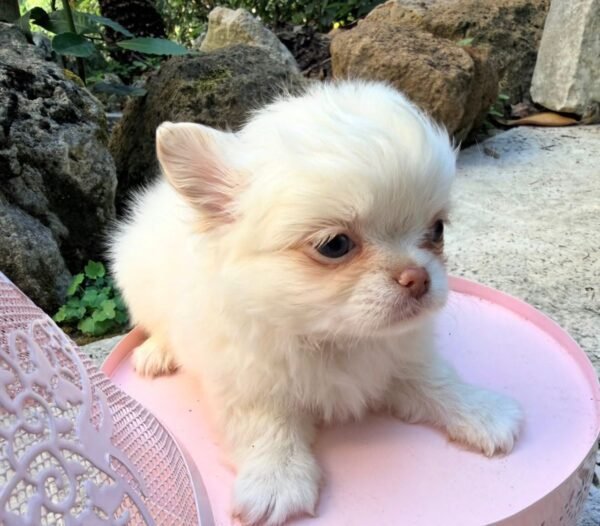 Zoey